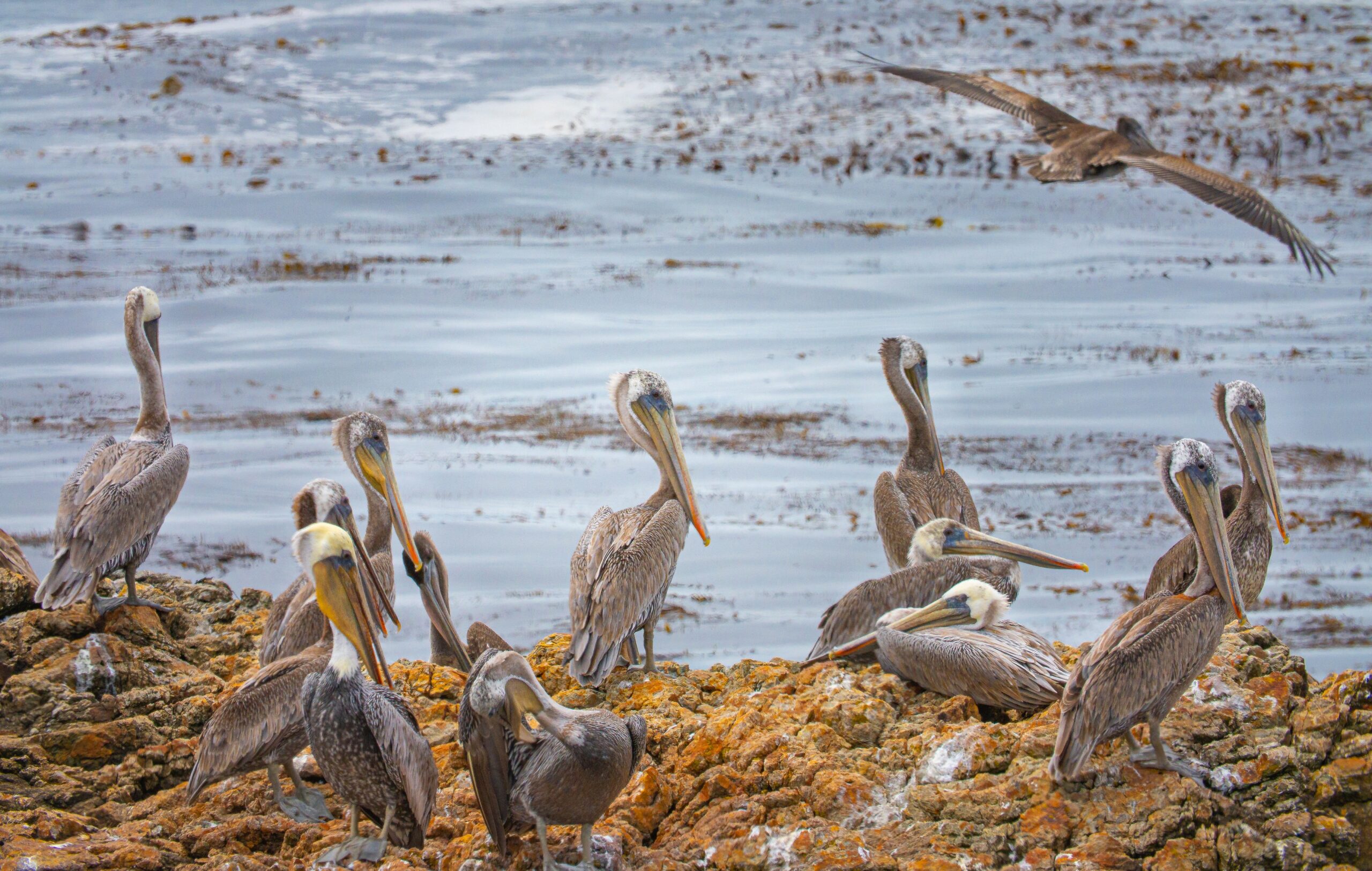 A flock of pelicans illustrating the idea of office culture. Photo care of WWF, World Wildlife Federation.